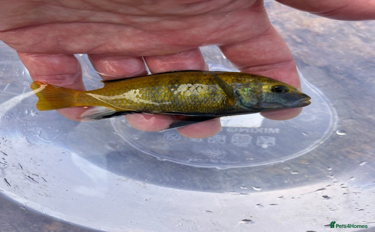 Cichlids fish - Advert 2