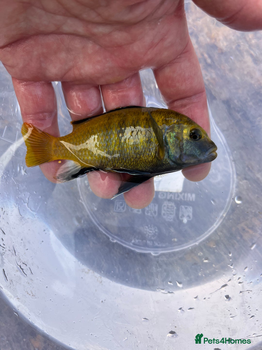 Cichlids fish for sale: Fontosa and Malawi's for sale see prices below - Image 3