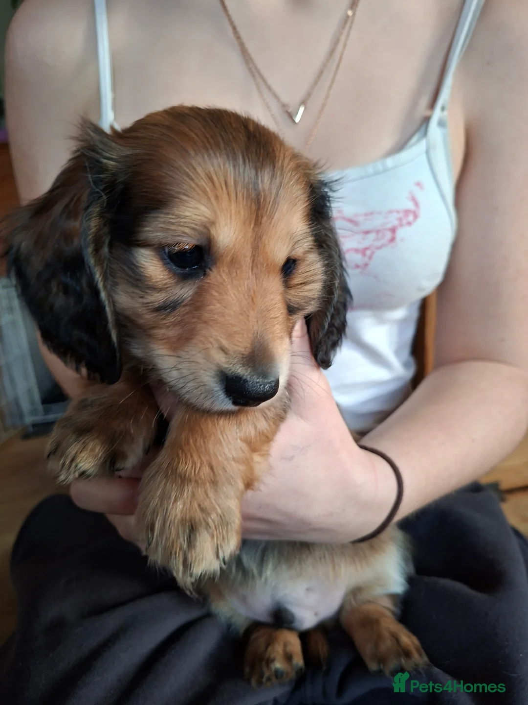 Miniature Dachshund dogs for sale: Long haired miniature dachshund puppy - Advert 3