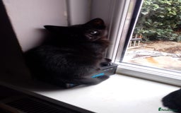 Mixed Breed cats for sale: Kittens  - Image 3