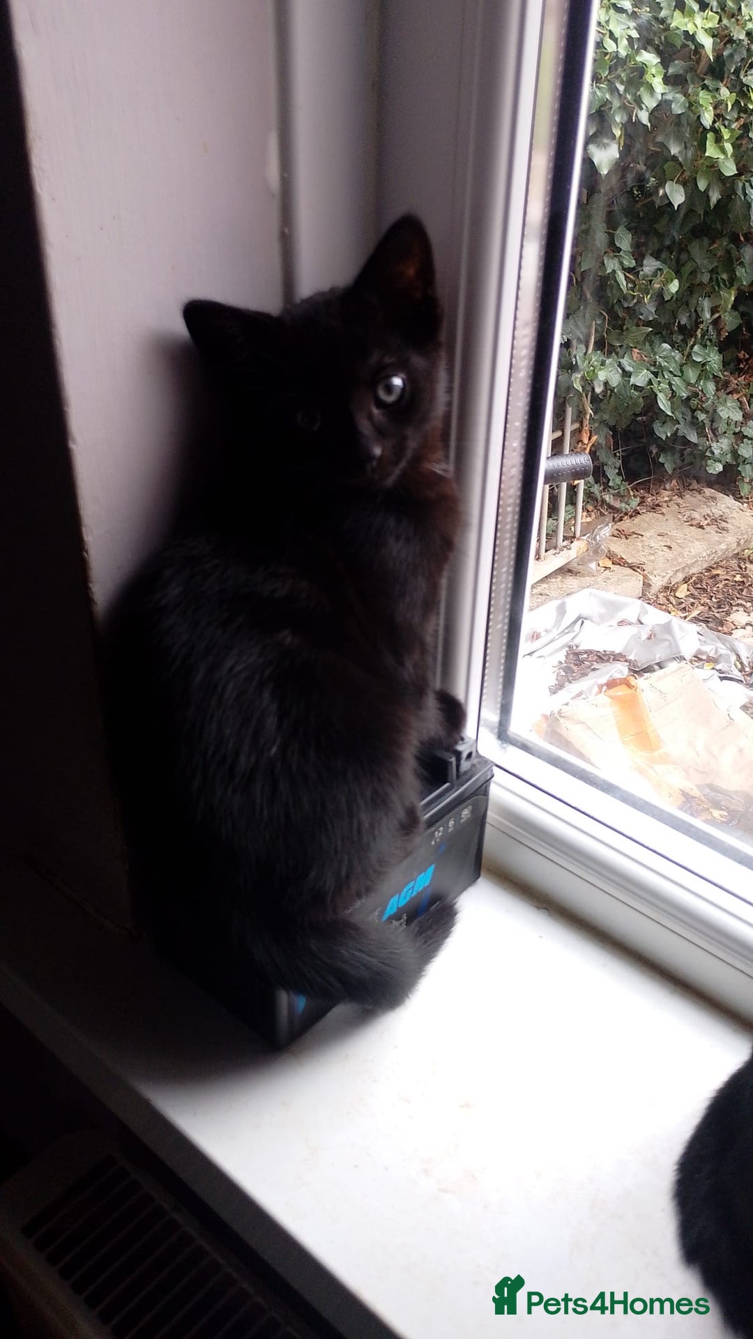 Mixed Breed cats for sale: Kittens  - Image 3