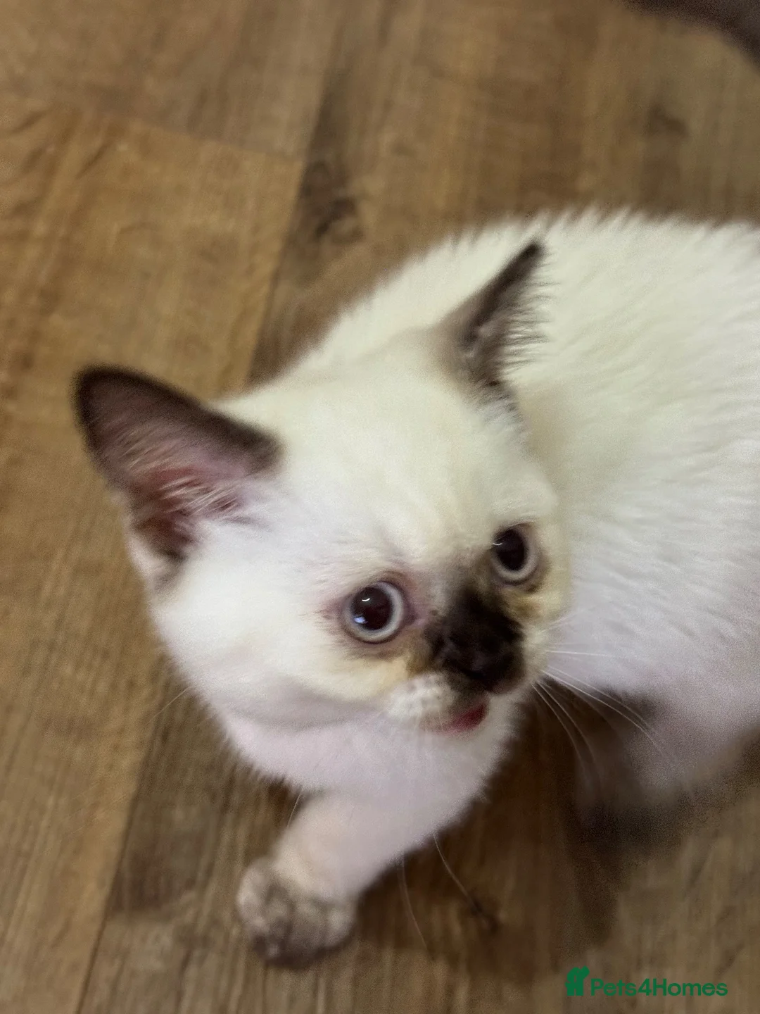 British Shorthair cats for sale: Beautiful, Friendly Kitten – GCCF Registered - Advert 2