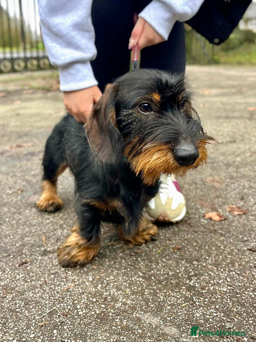 Dachshund dogs for stud: Standard wire haired Dachshund  - Image 4