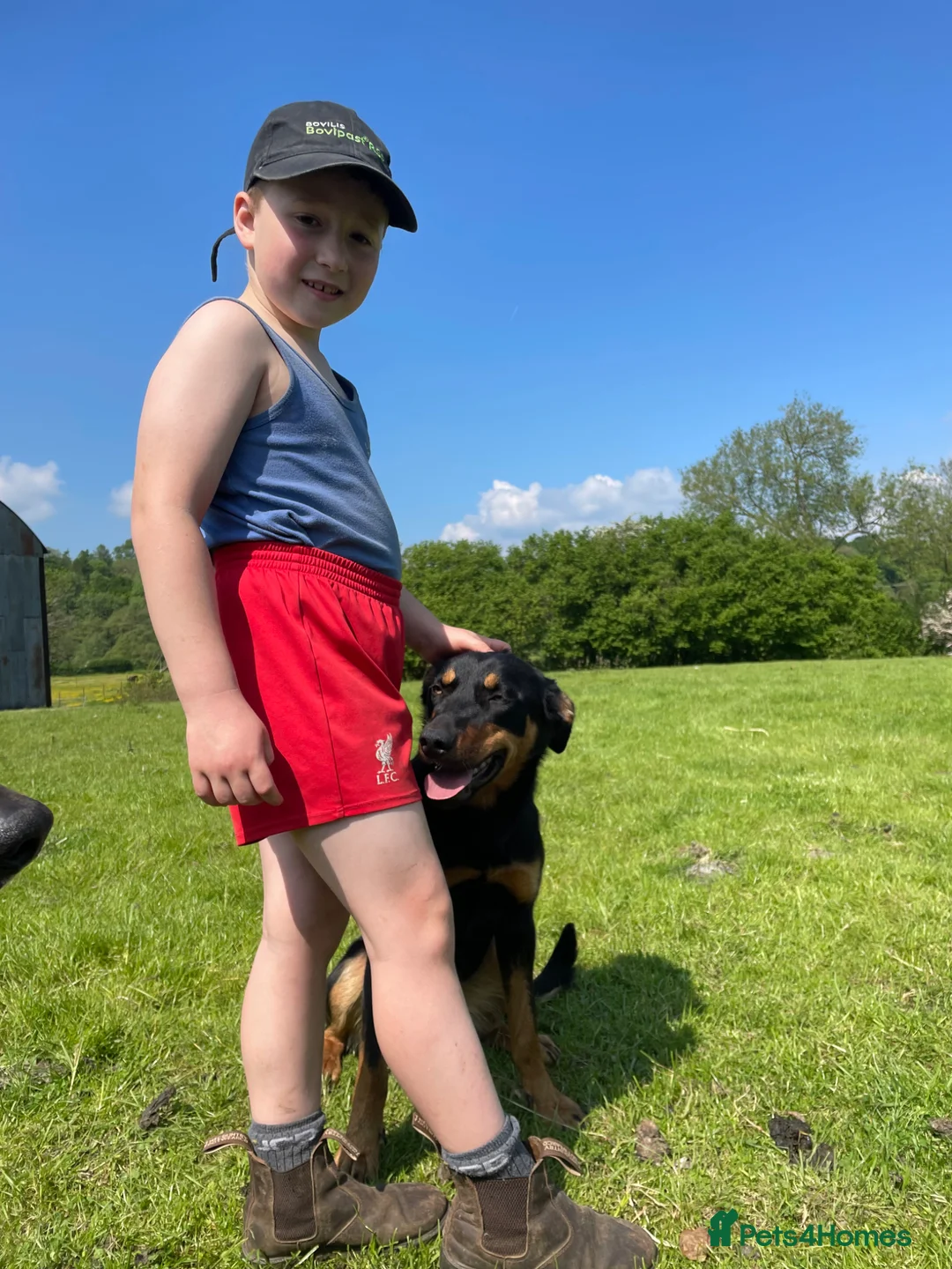 Huntaway dogs for sale: Huntaway x border collie pups  - Advert 33