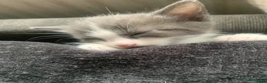Mixed Breed Kitten 1