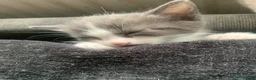 Mixed Breed cats for sale: Beautiful kittens for sale - Advert 1