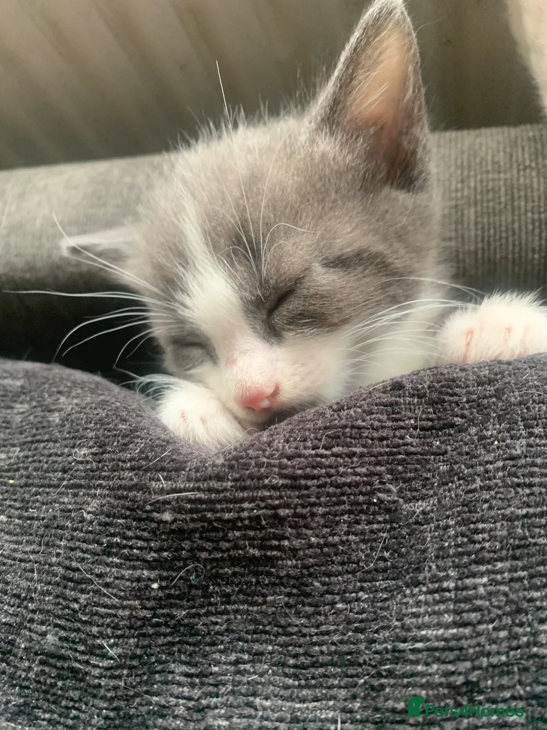 Mixed Breed cats for sale: Beautiful kittens for sale - Advert 1