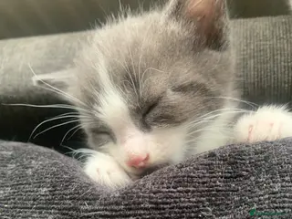 Mixed Breed cats Beautiful kittens for sale - Advert 1