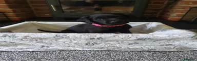 Labrador Retriever 1