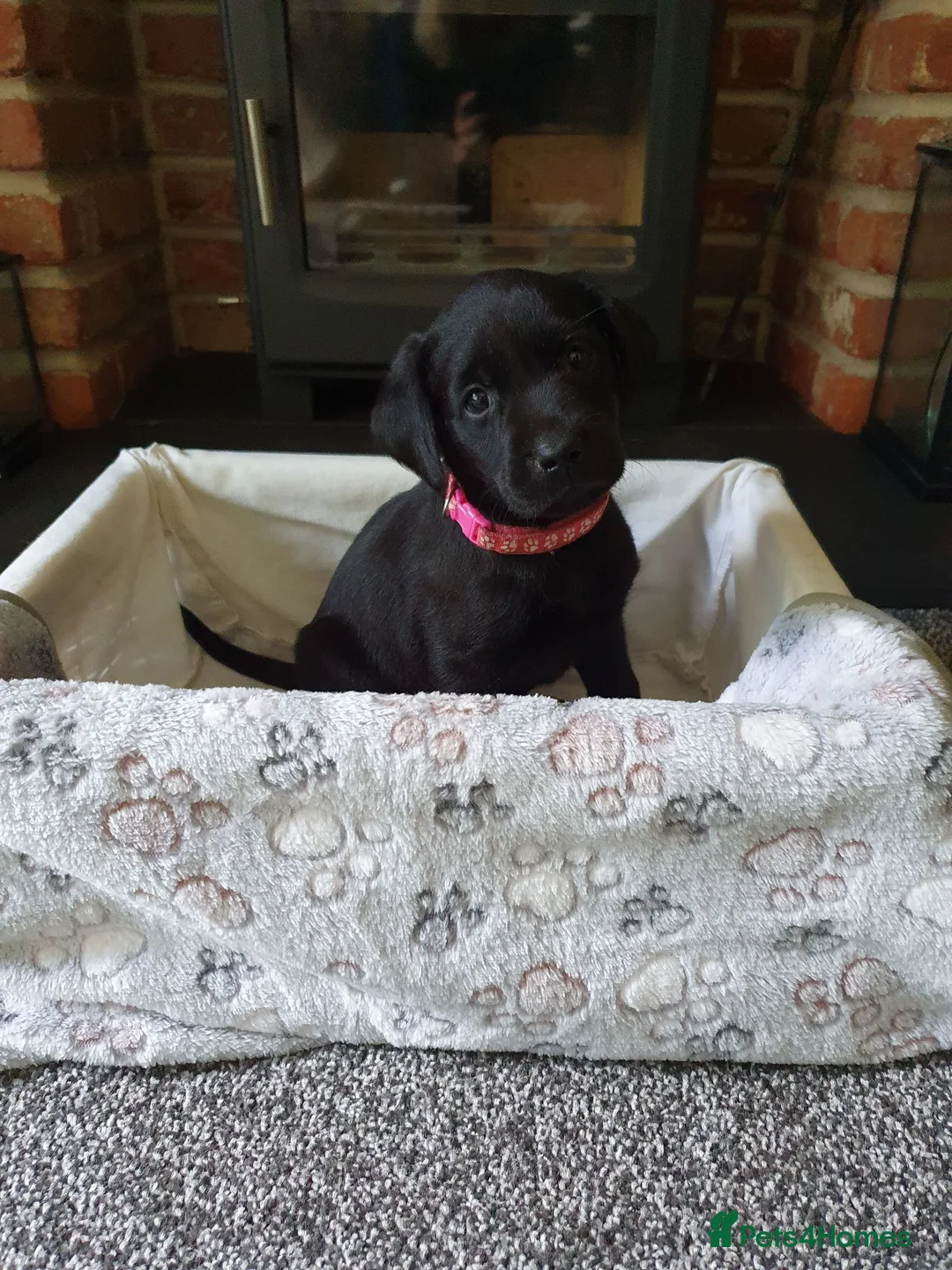 Labrador Retriever dogs for sale: WORKING BLACK LABRADOR PUPPIES-DRAKESHEAD LINE - Advert 24