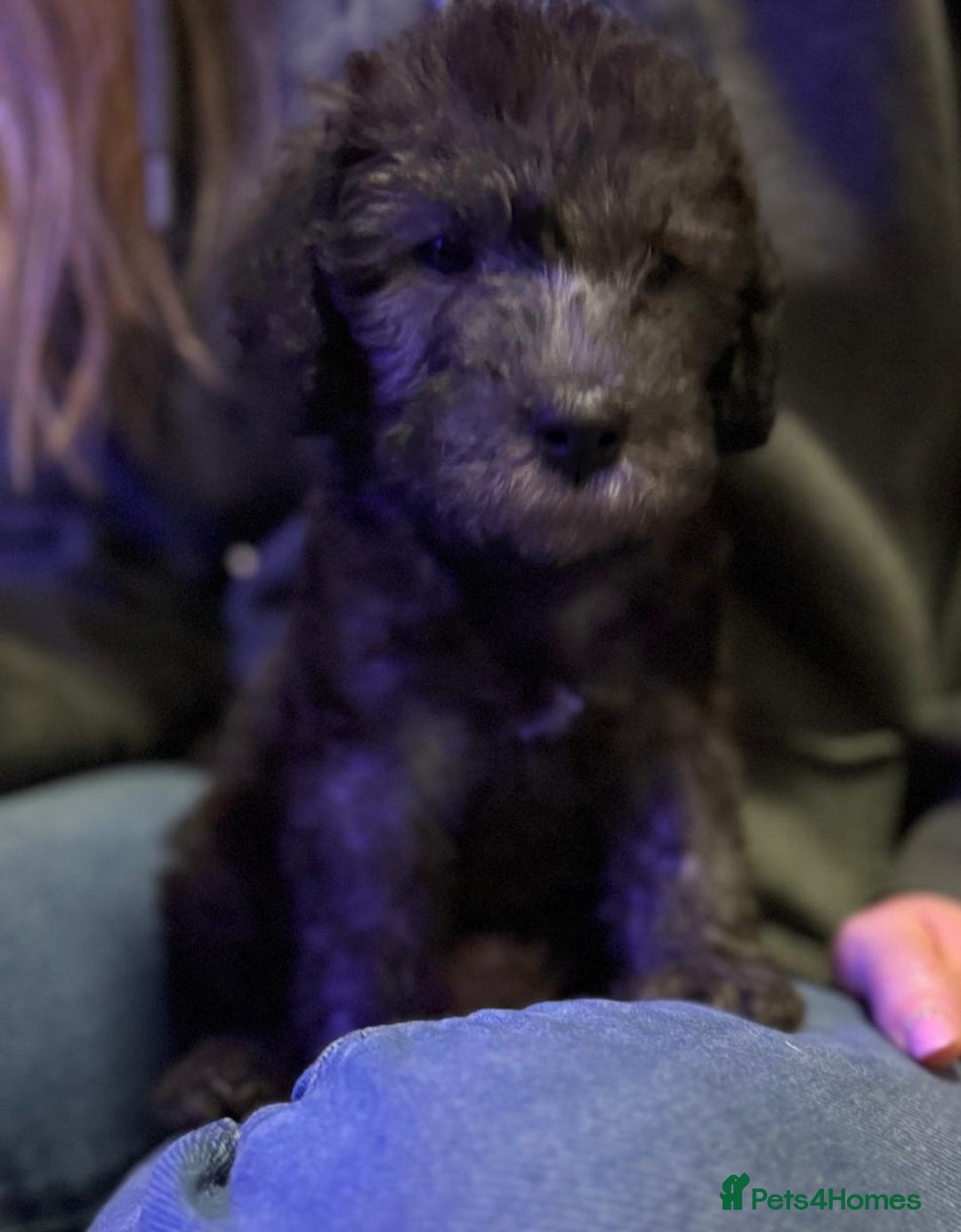 Bedlington Terrier dogs for sale: Champion Sired KC Reg Bedlington Terrier Puppies  - Advert 8