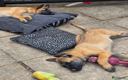 Belgian Shepherd Dog dogs for sale: belguim malinois free training provided - Image 10