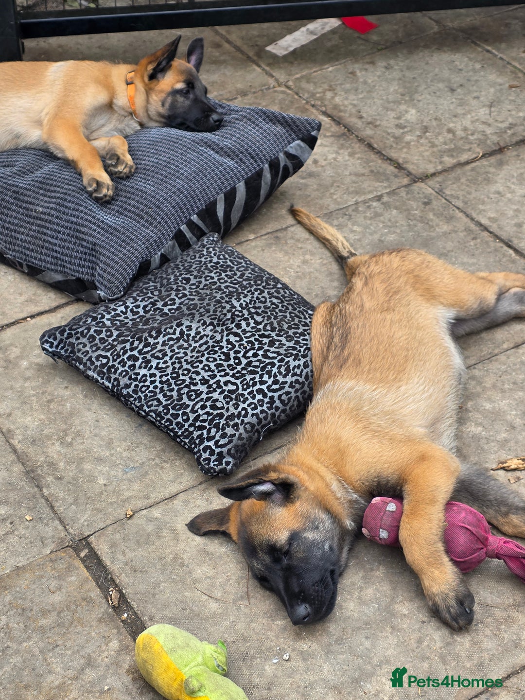 Belgian Shepherd Dog dogs for sale: belguim malinois free training provided - Image 10