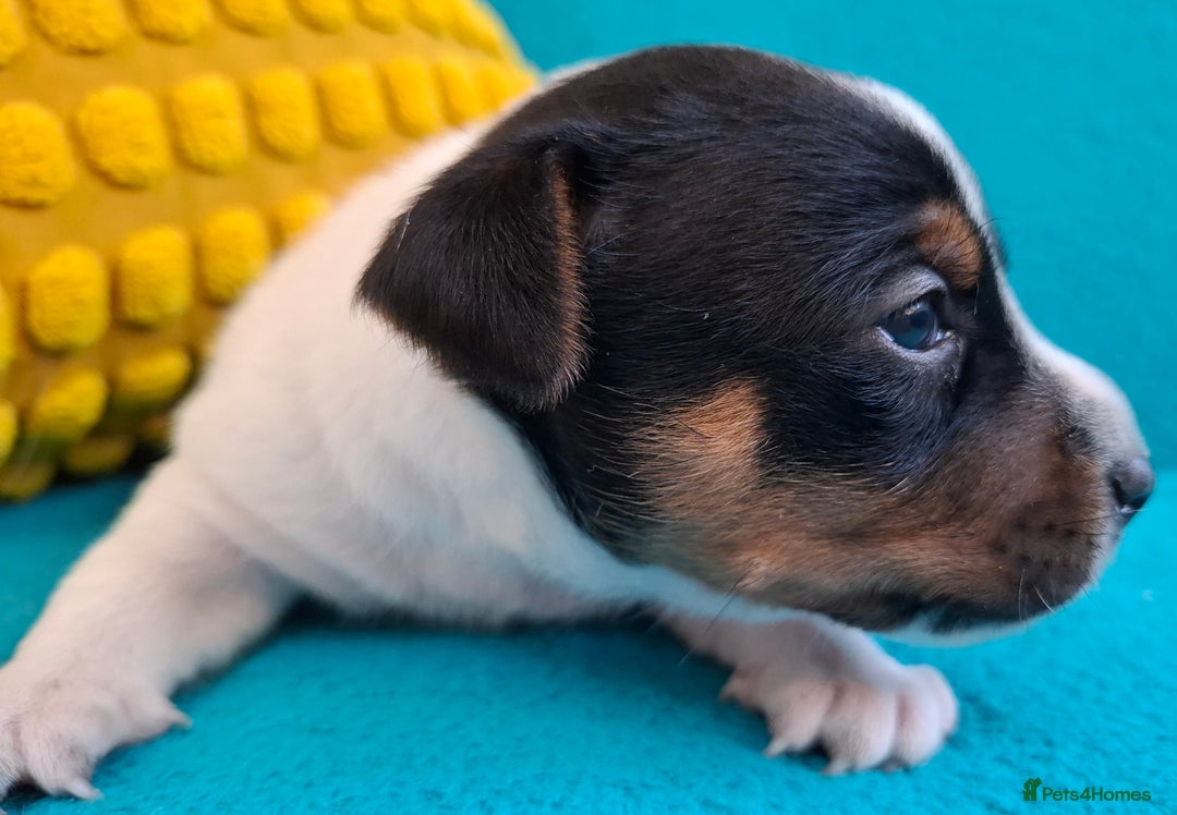 Jack Russell dogs for sale: Quality pure bred  Jack Russel babies  - Advert 4