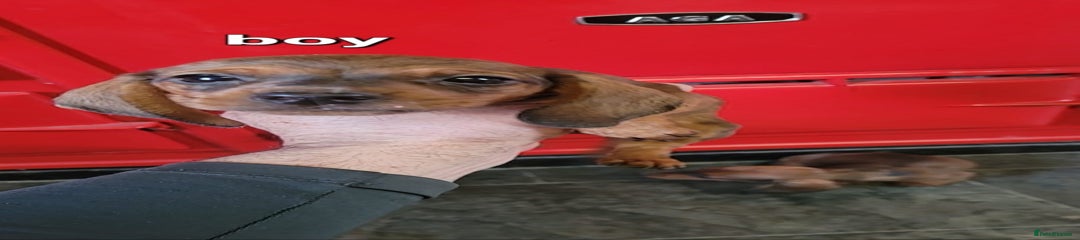 Miniature Dachshund Puppy 1