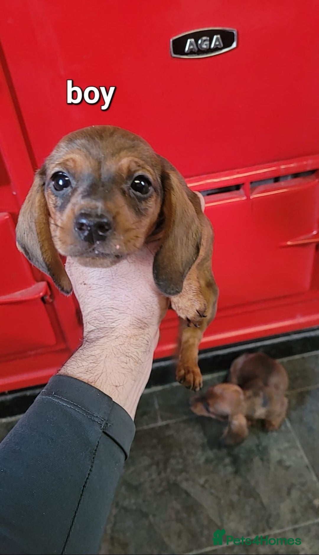 Miniature Dachshund dogs for sale: Miniature dachshund pups - Advert 9