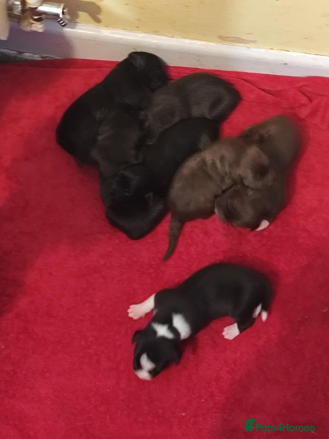 Mixed Breed dogs for sale: Frenchie x Sprocker pups - Image 9