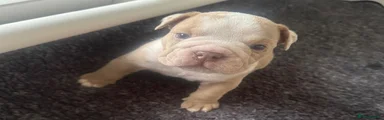 Olde English Bulldogge Puppy 3