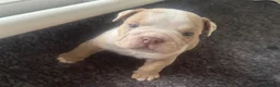 Olde English Bulldogge dogs for sale:  English Bulldog puppies in Southsea - Advert 3