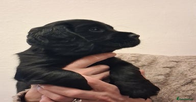 Cocker Spaniel dogs STUNNING KC REGISTERED COCKER SPANIEL  - Advert 3