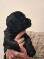 Cocker Spaniel dogs STUNNING KC REGISTERED COCKER SPANIEL - Advert 3