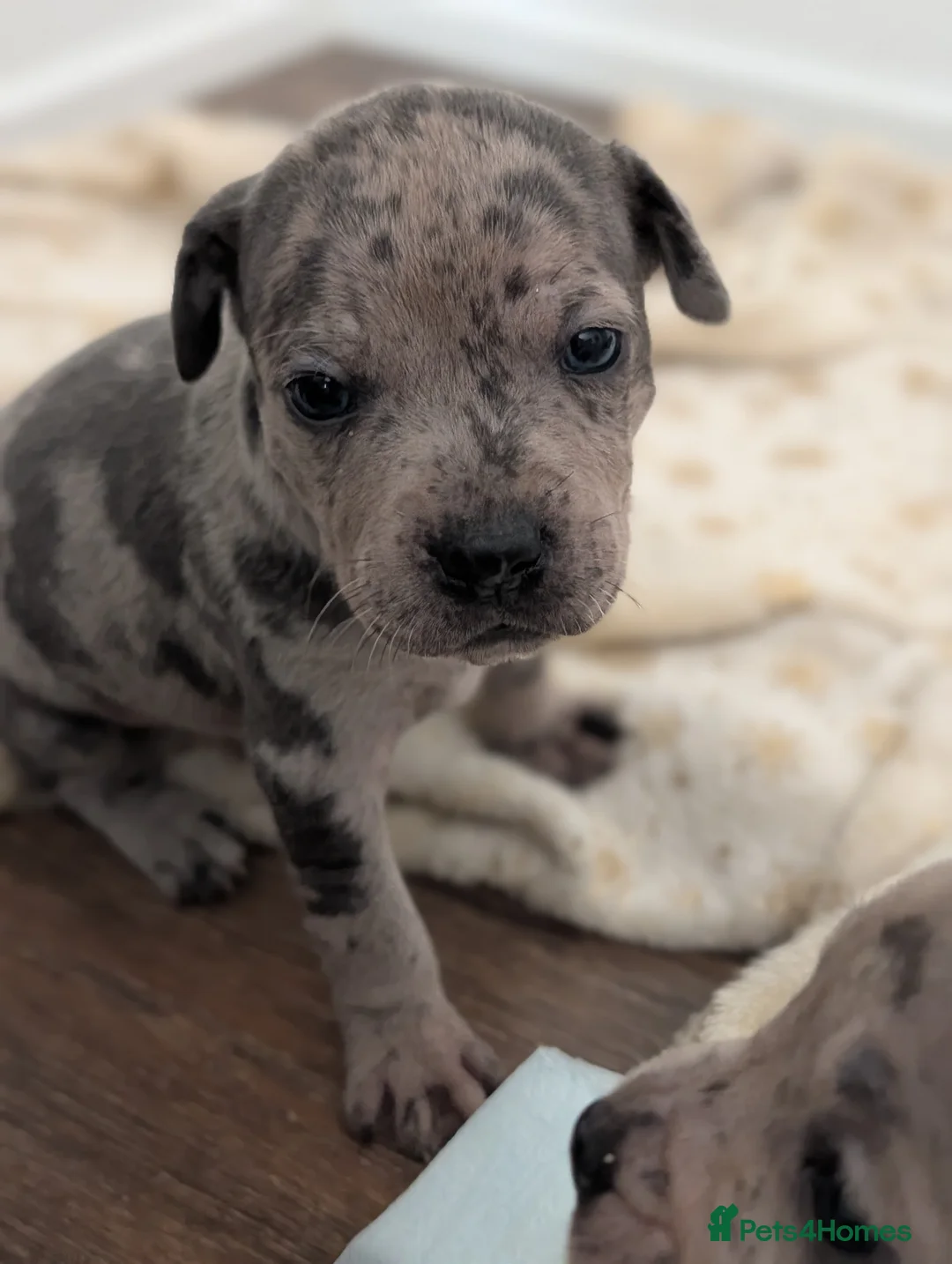 Staffordshire Bull Terrier dogs for sale: Merle and blue Staffordshire bull terrier puppies  in Bath - Advert 2