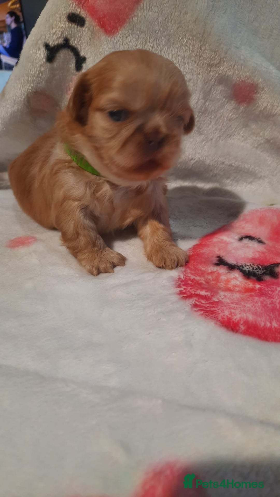 Shih Tzu dogs for sale: KC Registered Imp Shihtzu pups - Image 26