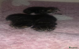 British Longhair cats for sale: 3 tabby kittens - Image 5