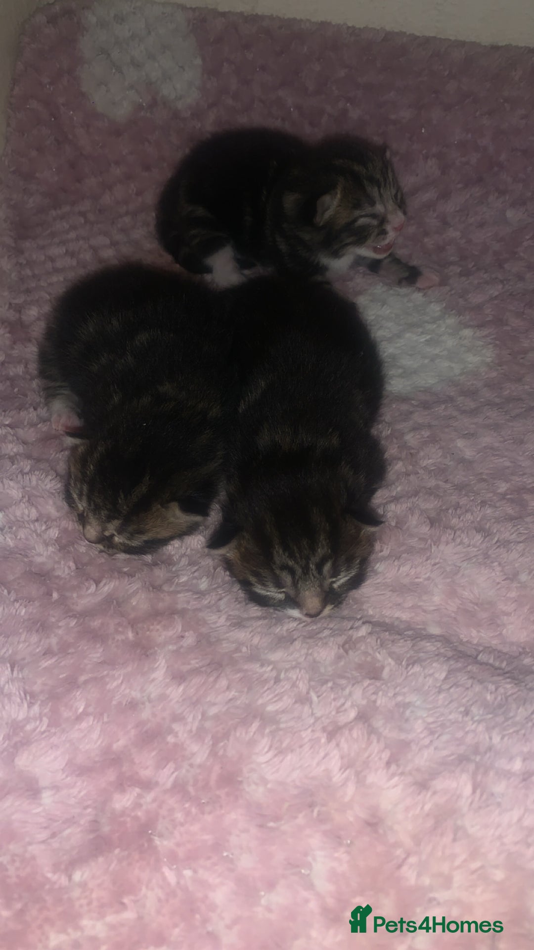 British Longhair cats for sale: 3 tabby kittens - Image 5