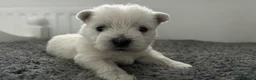 West Highland Terrier dogs for sale: Westies show quality pups ready 6.3.26 - Advert 11