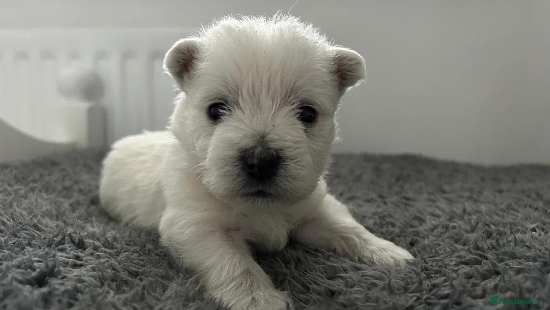 West Highland Terrier dogs for sale: Westies show quality pups ready 6.3.26 - Advert 11