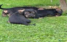 Miniature Dachshund dogs for sale: Wire Haired KC Miniature Dachshund  - Image 14