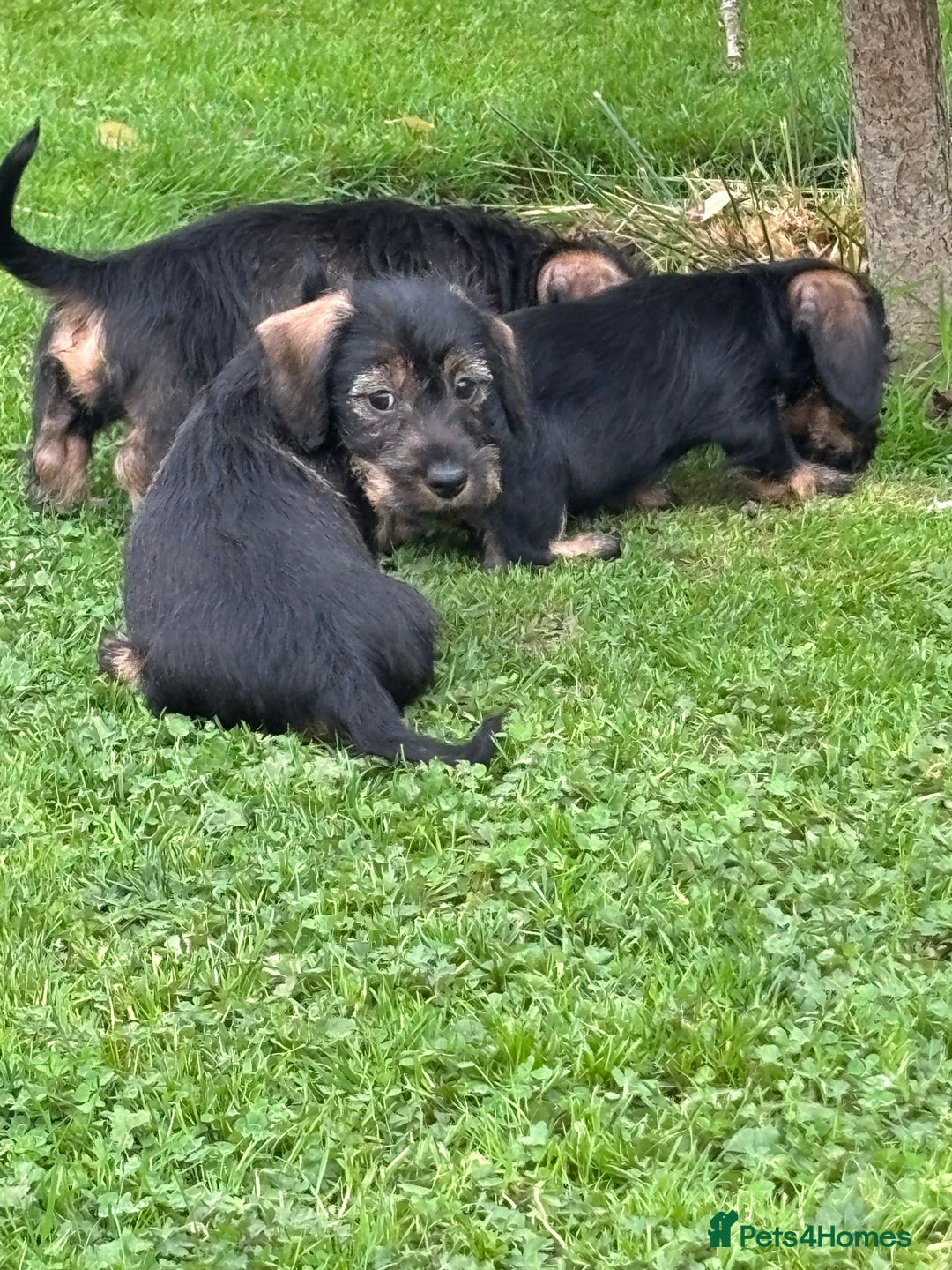 Miniature Dachshund dogs for sale: Wire Haired KC Miniature Dachshund  - Image 14