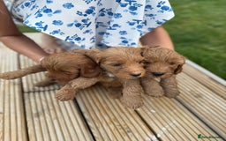Cockapoo dogs for sale: 3 X boy Red Fox Cockapoo puppies for sale  - Image 4