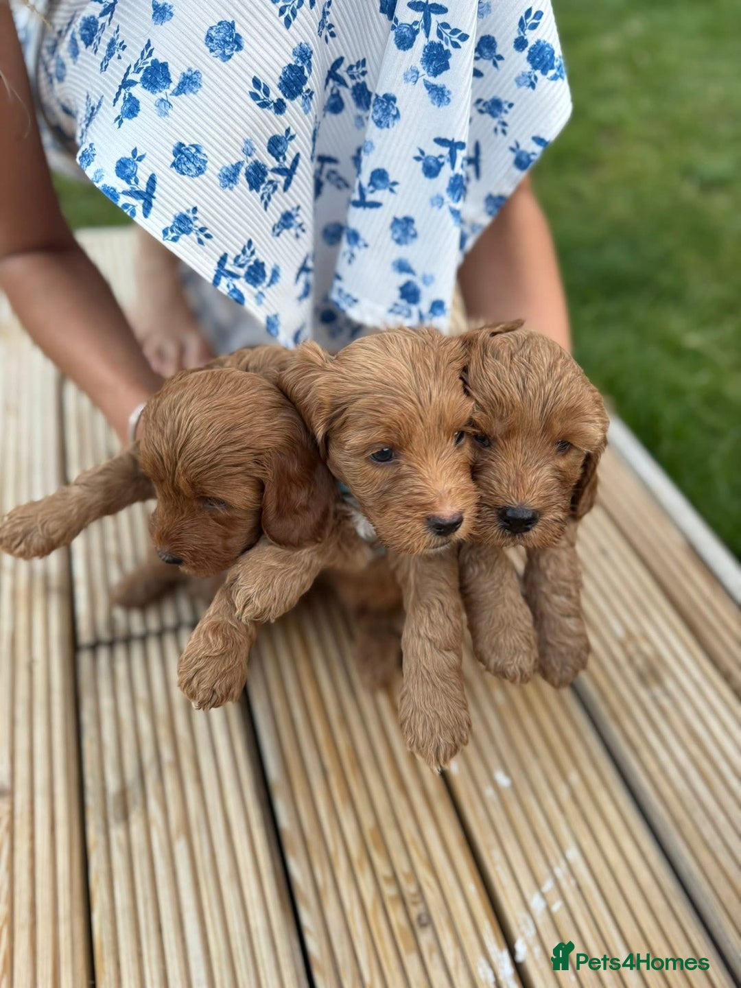 Cockapoo dogs for sale: 3 X boy Red Fox Cockapoo puppies for sale  - Image 4