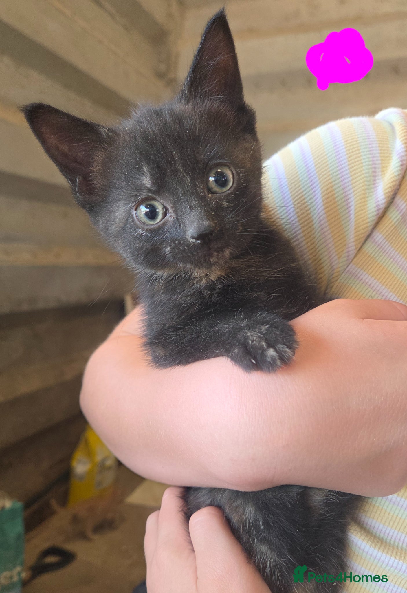 Mixed Breed cats for sale: Farm Kittens  - Advert 7