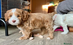 Australian Labradoodle dogs for stud: Proven extensively health tested gorgeous stud - Image 32