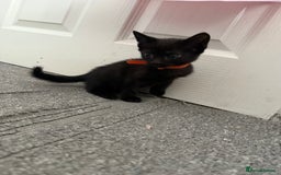 Mixed Breed cats for sale: kittens for sale  - Image 2