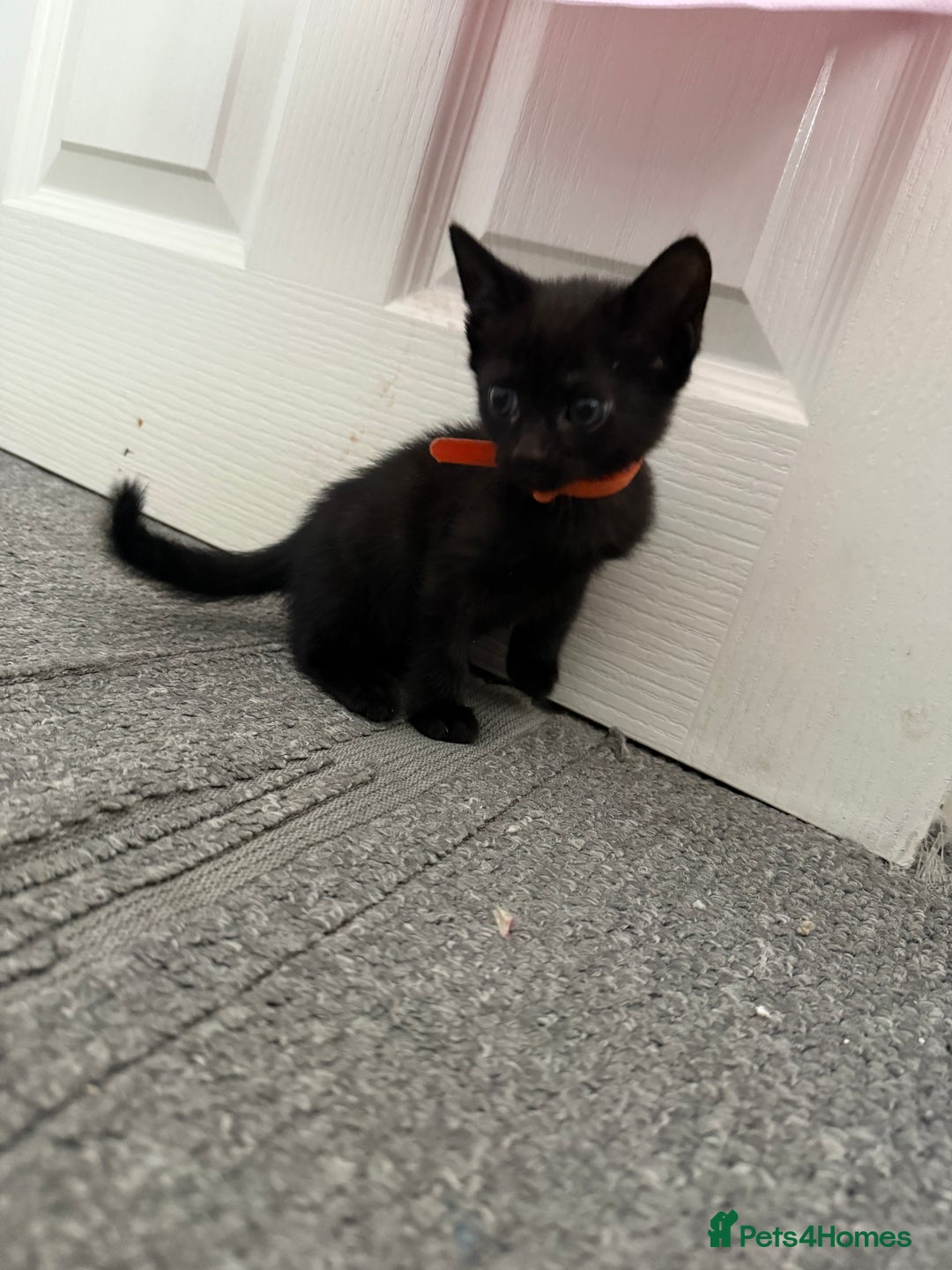 Mixed Breed cats for sale: kittens for sale  - Image 2
