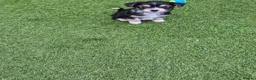 Chorkie dogs for sale: Tiny little boy for sale - Advert 2