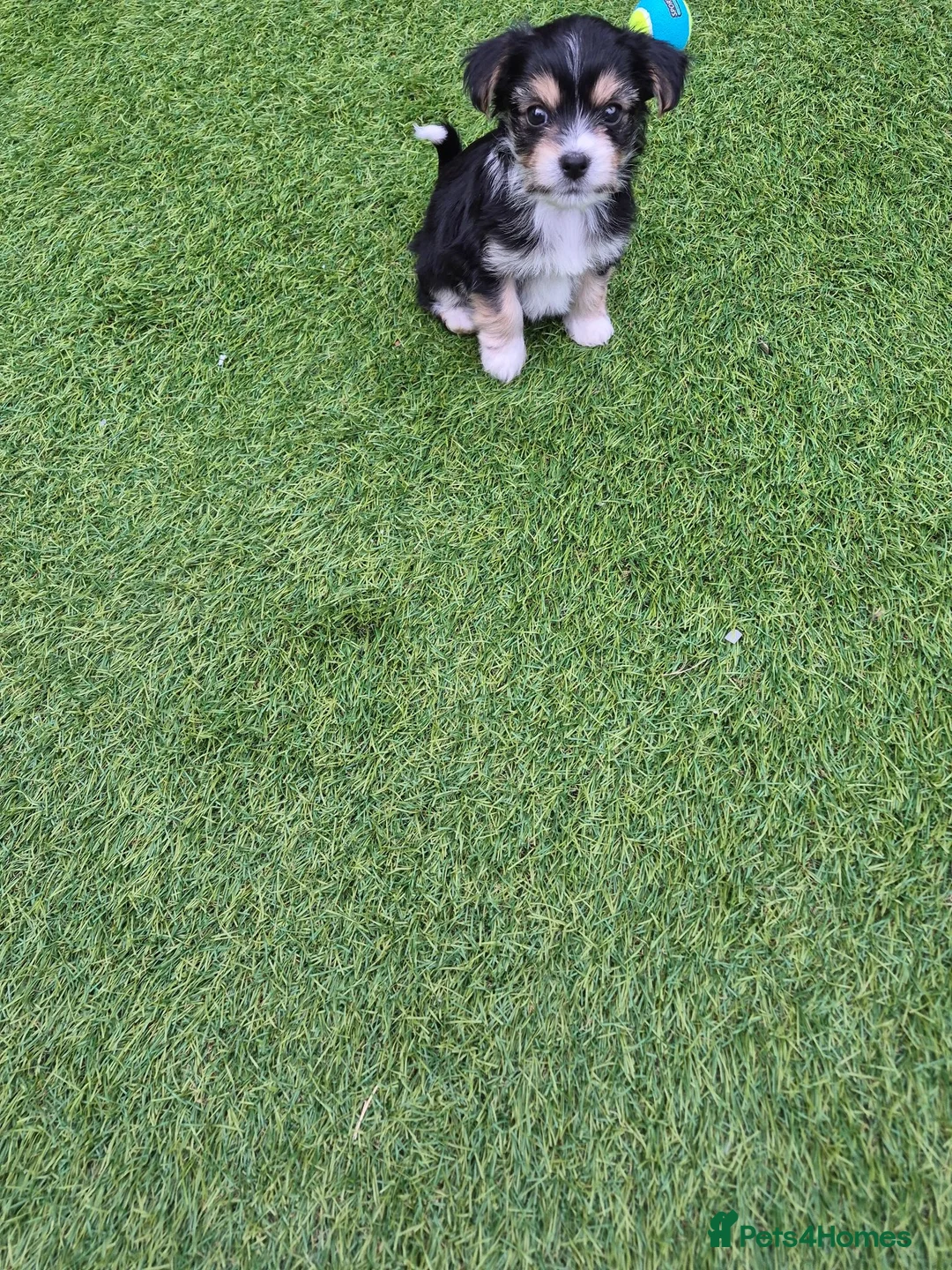 Chorkie dogs for sale: Tiny little boy for sale - Advert 2