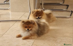 Pomeranian dogs for sale: Stunning Teddy purebreed Russian/Ukrainian poms in Basildon - Image 18