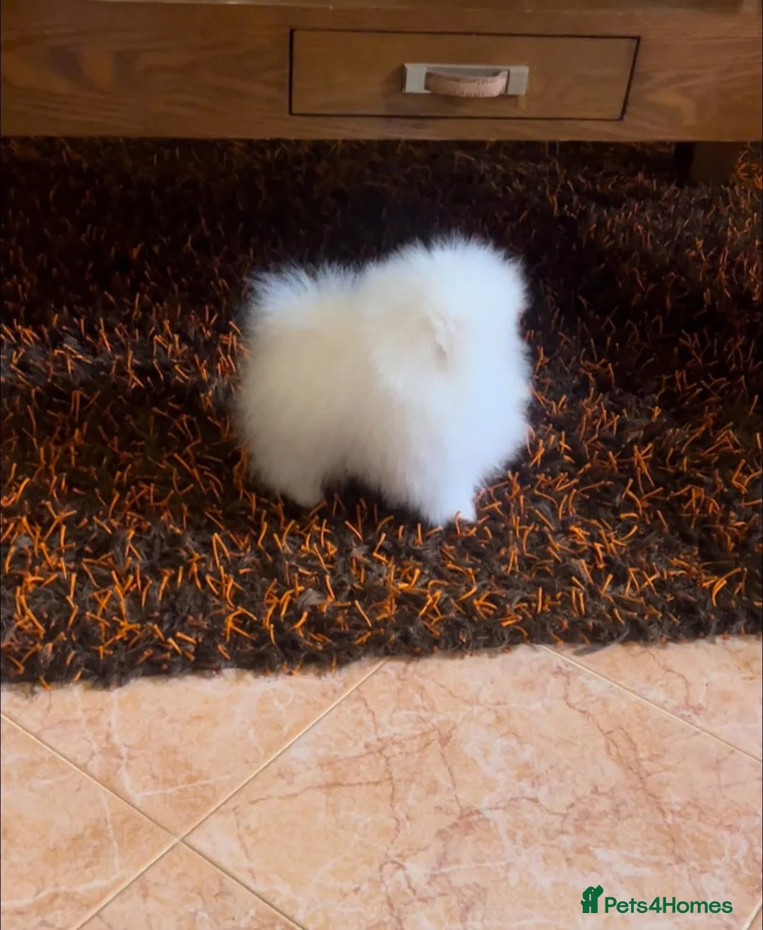 Pomeranian dogs for sale: Amazing pure white KC puppies looking for lovely🏠 - Advert 2