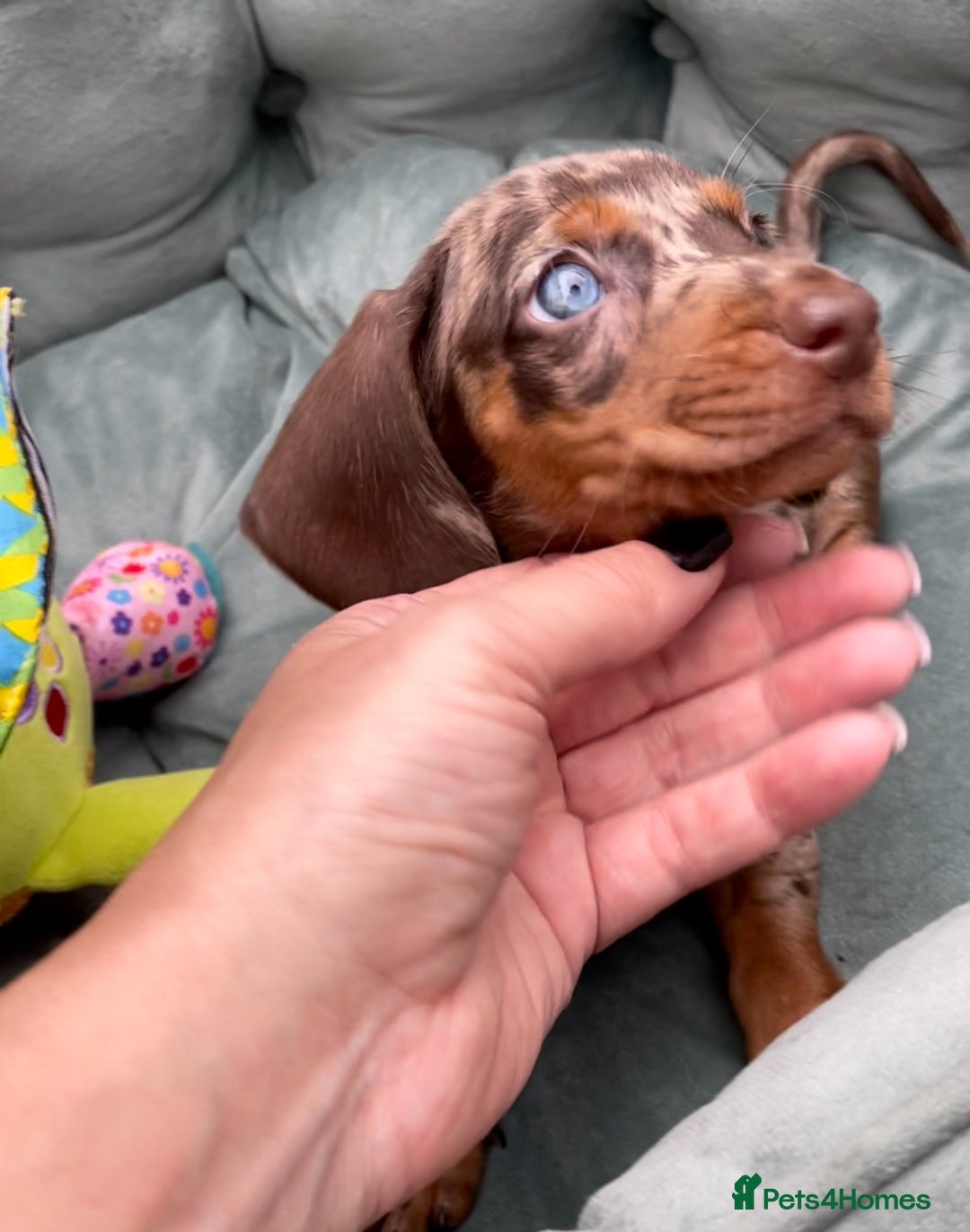 Miniature Dachshund dogs for sale: Mini Dachshunds  - Advert 5