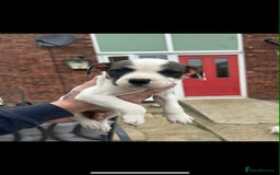 Staffordshire Bull Terrier dogs for sale: Beautiful staff pups for sale - Image 11