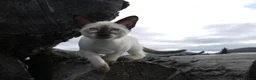 Siamese cats for sale: Adorable Siamese Kittens in Inverness - Advert 6
