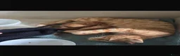 Toyger cats for sale: 3 Baby Toyger Kittens for sale £700 per kitten.  in London - Advert 5