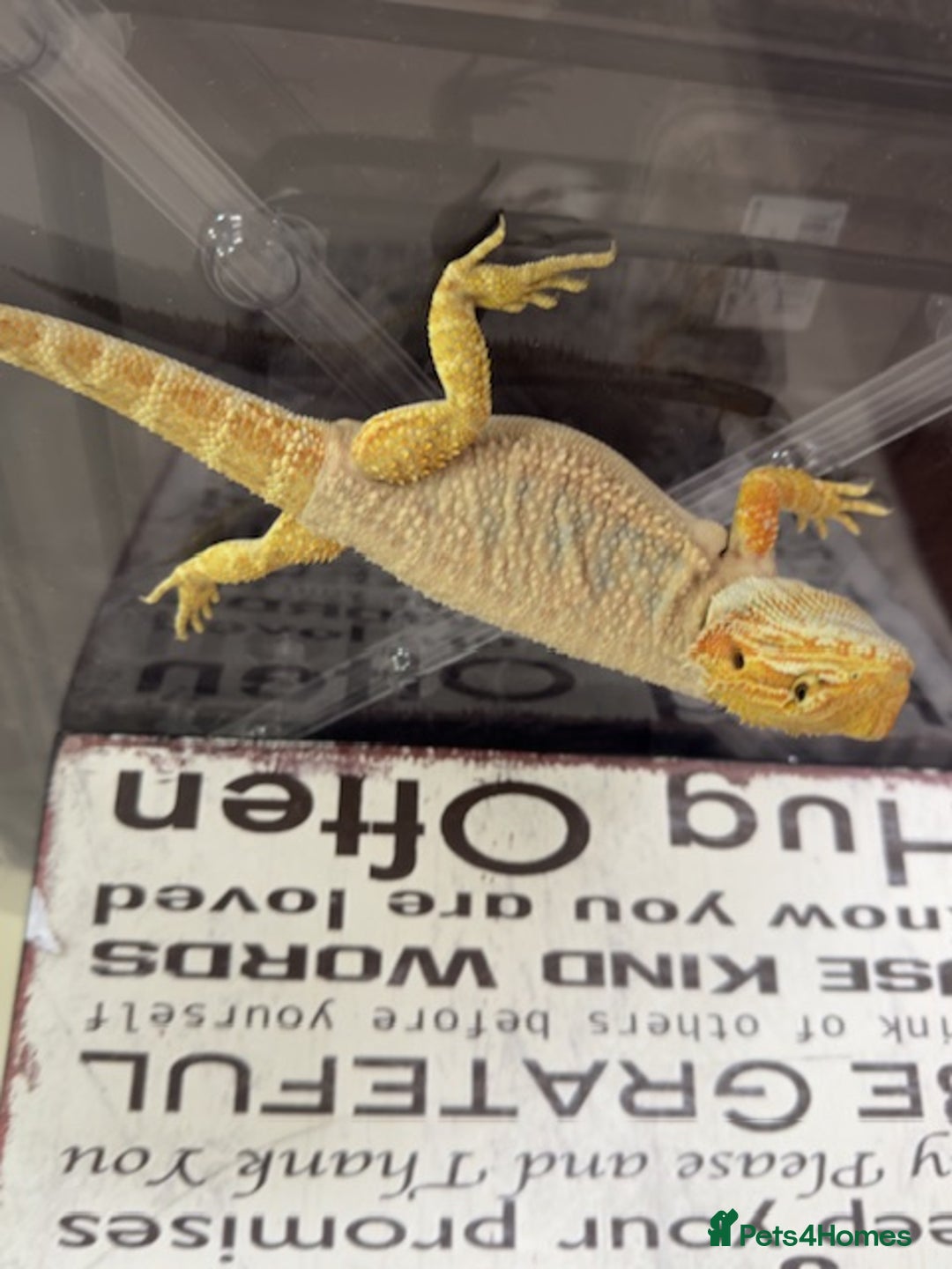 Bearded Dragon reptiles for sale: 🔥SALE🔥LAST 4 Baby Bearded Dragons ### £140 ##  - Image 4