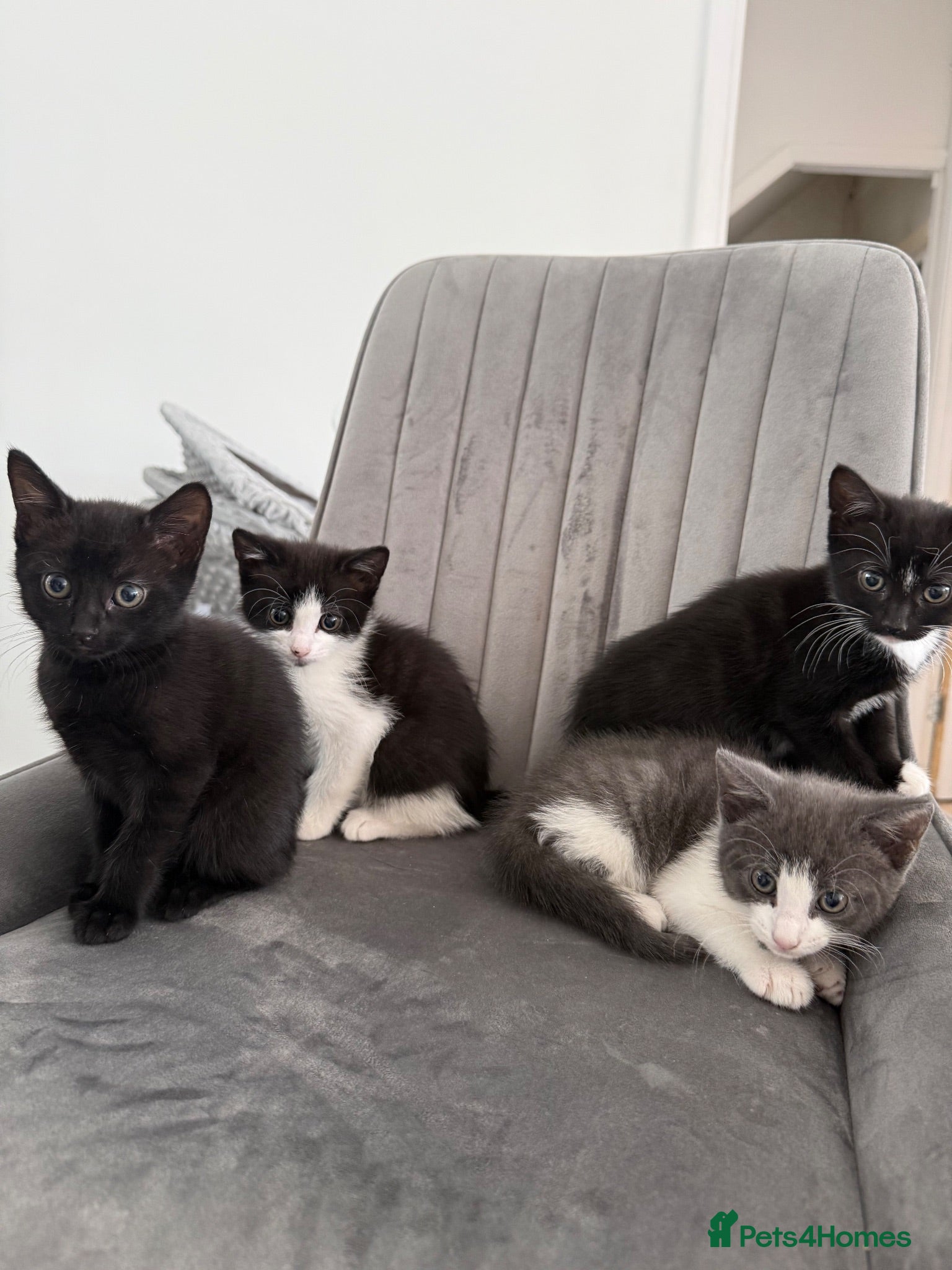 Mixed Breed cats Ready for their forever home 🥰⭐️ - Advert 7