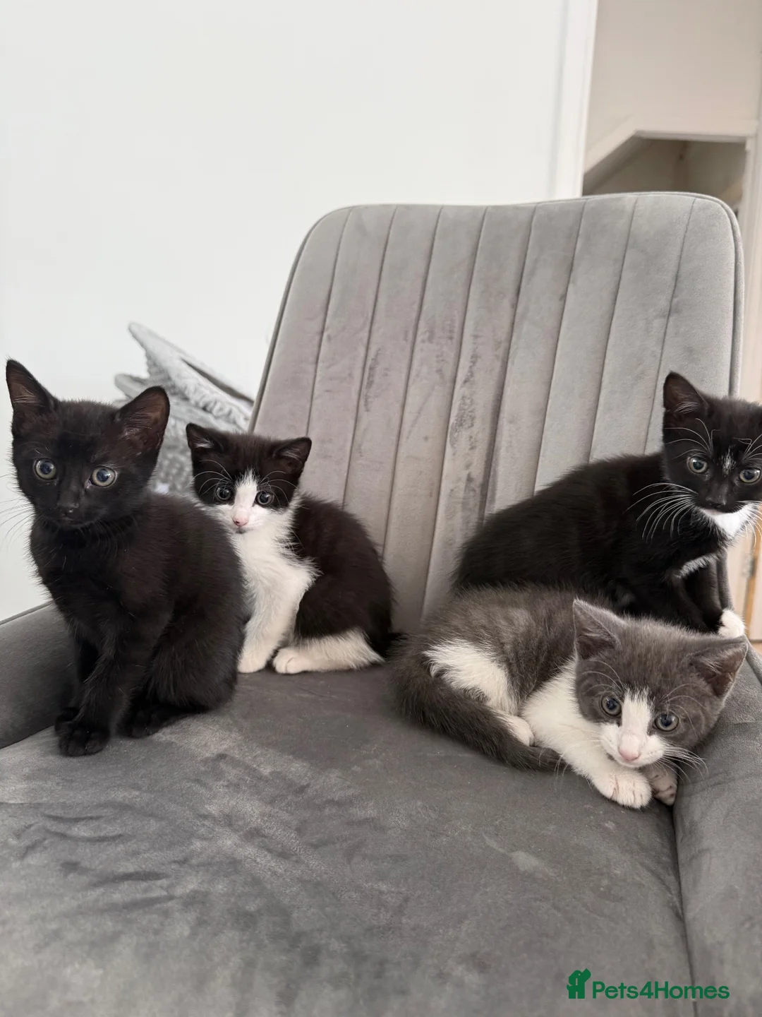 Mixed Breed cats for sale: Ready for their forever home 🥰⭐️ - Advert 1